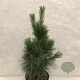 Pinus strobus 'Fastigiata' 70-80 cm 10L