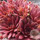 Sempervivum Rood/Red/Rot GM  P11