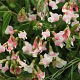 Lathyrus vernus 'Alboroseus' GM P9