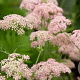 Pimpinella major 'Rosea' GM P9