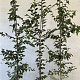 Carpinus betulus 175-200 cm 5,0L Gestokt