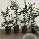 Carpinus betulus 60-80 cm 3,5L