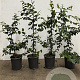 Carpinus betulus 60-80 cm 3,5L