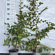 Carpinus betulus 80-100 cm 2,5L