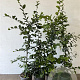 Carpinus betulus 80-100 cm 3,5L