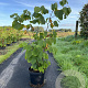 Corylus avellana 60-80 cm 7,5L