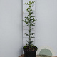 Ilex aquifolium 40-60 cm 2,0L