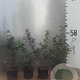 Ilex aquifolium 40-60 cm 2,0L