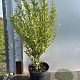 Ligustrum oval. 'Aureum' 40-60 cm 7,5L