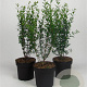 Ligustrum vulg. 'Atrovirens' 60-80 cm 7,5L