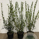 Ligustrum vulg. 'Atrovirens' 80-100 cm 5,0L