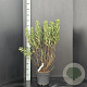 Myrica gale 50-60 cm 7,5L