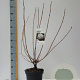 Viburnum opulus 60-80 cm 7,5L