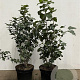 Viburnum opulus 60-80 cm 7,5L