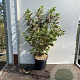 Viburnum opulus 'Roseum' 60-80 cm 7,5L