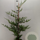 Cupressocyparis leylandii 80-100 cm 3,0L