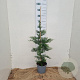 Cupressocyparis leylandii 80-100 cm 3,0L
