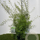 Spiraea thunbergii 30-40 cm 3,0L