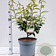Elaeagnus ebbingei 50-60 cm 7,5L