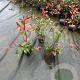 Photinia fraseri 'Red Robin' 40-50 cm 3,0L