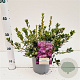 Rhododendron (AJ) Geisha Purple 20-30 cm 2,5L