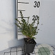 Lonicera nit. 'Elegant' GM P9