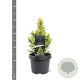 Picea gl. 'Daisy's White' 25-30 cm 3,5L