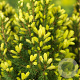 Picea gl. 'Daisy's White' 25-30 cm 3,5L