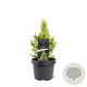 Picea gl. 'Daisy's White' 25-30 cm 3,5L