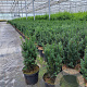 Taxus media 'Hillii' 40-50 cm 3,0L