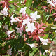 Abelia grandifl. 'Prostrata' 80-100 cm 20L breed