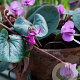 Cyclamen coum GM P9