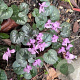 Cyclamen coum GM P9