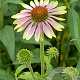 Echinacea p. 'Green Twister' GM P9