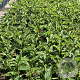 Echinacea p. 'Magnus' GM 2,0L