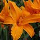 Hemerocallis 'Burning Daylight' GM P9