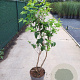 Heptacodium miconioides 100-125 cm 10L