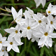 Ipheion unifl. 'White Star' GM P9