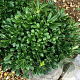 Pittosporum tob. 'Nanum' 100-125 cm 20L breed