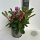 Rhododendron (Y) 'Blurettia' 30-40 cm P23 B kwaliteit