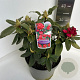 Rhododendron (Y) 'Bohl Roter Stern' 30-40 cm P23 B kwaliteit