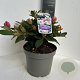 Rhododendron (Y) 'Dreamland' 30-40 cm P23 B kwaliteit
