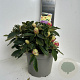 Rhododendron (Y) 'Golden Torch' 30-40 cm P23 B kwaliteit