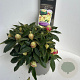 Rhododendron (Y) 'Golden Torch' 30-40 cm P23 B kwaliteit