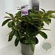 Rhododendron 'Gomer Waterer' 40-50 cm P23 B kwaliteit