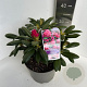 Rhododendron (Y) 'Kalinka' 30-40 cm P23 B kwaliteit