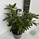 Rhododendron 'Madame Masson' 40-50 cm P23 B kwaliteit
