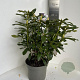 Rhododendron 'Madame Masson' 40-50 cm P23 B kwaliteit