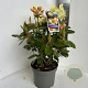 Rhododendron 'Nancy Evans' 40-50 cm P23 B kwaliteit
