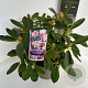Rhododendron (Y) 'Percy Wiseman' 30-40 cm P23 B kwaliteit